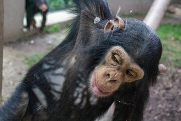 black tailed macaque