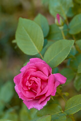 Fototapeta premium Garden Rose (Rosa hybrida) in garden