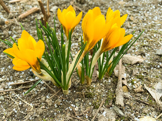 First spring flowers crocuses on still frozen ground. Studio Photo