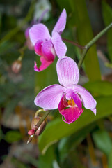 Moth Orchid (Phalaenopsis hybridum) in greenhouse