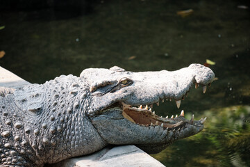 Obraz premium The head of a crocodile with dried mud when basking in a zoo