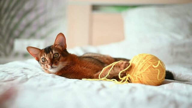 Cute Abyssinian somali cat playing indoors with yellow ball of thread toys, jumping to the camera. Playful cute sweet cheerful cat.
