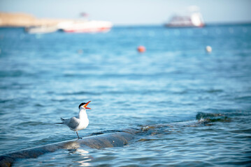 Seagull on a sewer pipe, Red Sea. Egypt