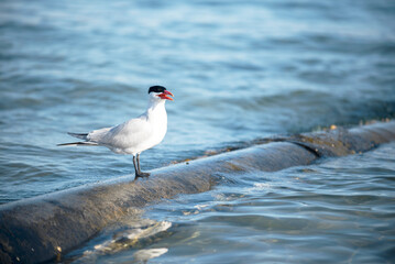 Seagull on a sewer pipe, Red Sea. Egypt