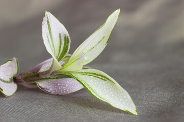 Colorful flower leaves with water droplets as background, texture.