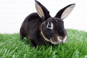 Guinea pig, rabbit & hedgehog