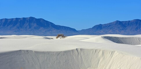 a lone tree in the vast expanses of  gypsum sand dunes against  the san andres mountains in white...