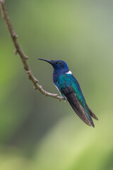 Green and blue hummingbird Sparkling Violetear flying next to beautiful yelow flower. Bird from Ecuador, tropical mountain forest. Wildlife scene from nature. Birdwatching in South America