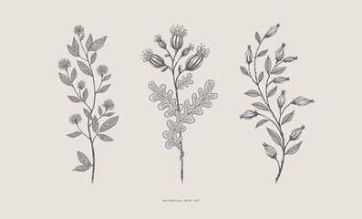 Set hand drawn curly grass and flowers on white isolated background. Trendy wildflowers and herbs. Botanical illustration. Decorative floral picture.