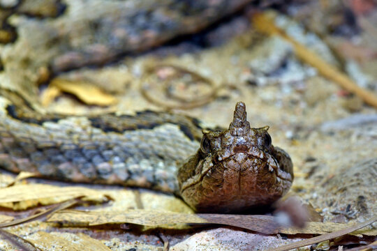 Nose-horned viper, sand viper // Europ&auml;ische Hornotter (Vipera ammodytes) - Insel Tinos, Griechenland
