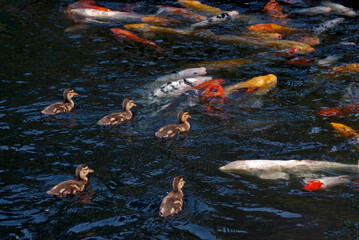 Mallard (Anas platyrhynchos) ducklings and Koi (Cyprinus carpio ) in pond