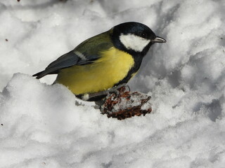 The great tit (Parus major) is a passerine bird in the tit family Paridae.