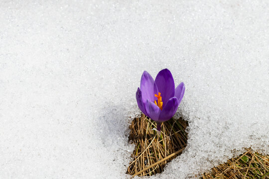 Crocus - A Small, Spring-flowering Plant Of The Iris Family, Which Grows From A Corm And Bears Bright Yellow, Purple, Or White Flowers.