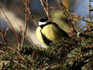 The great tit (Parus major) is a passerine bird in the tit family Paridae.