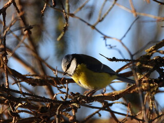 The Eurasian blue tit (Cyanistes caeruleus) is a small passerine bird in the tit family, Paridae.