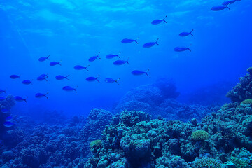 Naklejka na ściany i meble ocean underwater rays of light background, under blue water sunlight