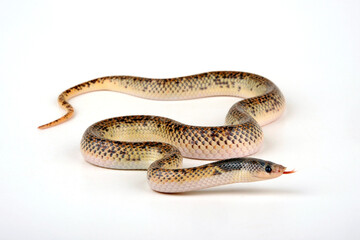 Troschel's Pampas Snake (Phimophis guianensis)