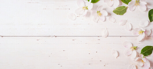  White sping blossoming tree and Easter eggs with white rustic wooden background. Beautiful sping cherry flowers. Easter greeting card. Easter concept.Copy space