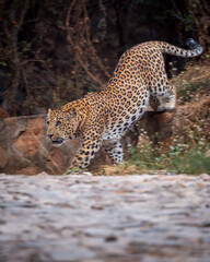 indian wild male leopard or panther full length side profile on prowl or stroll walking down from hill on track during outdoor jungle safari at forest of central india - panthera pardus fusca