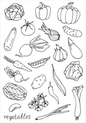 Set of vegetables. Doodles. Vector