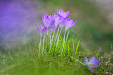 Blooming crocuses on a green meadow in spring. Purple and pink crocus in spring. primroses