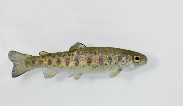The rainbow trout (Oncorhynchus mykiss)