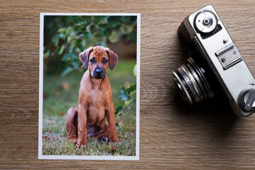 Alter Fotoapparat und Fotoabzug. Lichtbild. Hundeportrait