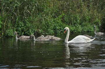 Mute swan swimming on the lake, river. A snow-white bird with a long neck, forming a loving couple and caring family.