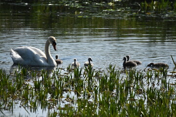 Mute swan swimming on the lake, river. A snow-white bird with a long neck, forming a loving couple and caring family.
