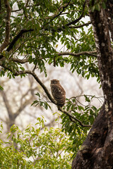 Brown fish owl or Bubo zeylonensis or Ketupa zeylonensis perched on tree at dhikala zone forest of jim corbett national park uttarakhand india