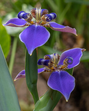 Closeup of beautiful bright blue walking iris neomarica caerulea flowers blooming outdoors in garden with natural background