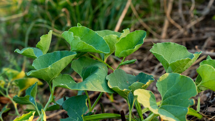 Aristolochia bracteolata also known as 'worm killer' in English due to its anthelminthic activity and trypanocidal effect, is a perennial herb.