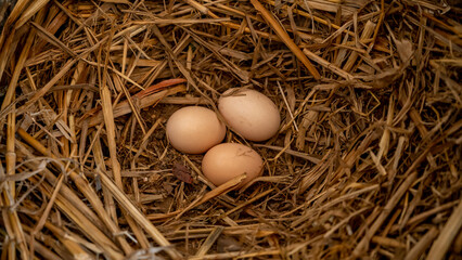 Hen eggs. Indian breed. In chickens, it is formed from the layers of secretions of the anterior section of the hen oviduct during the passage of the egg.