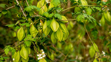 Cardiospermum grandiflorum, commonly known as showy balloonvine, heart pea or heart seed, is a species of climbing plant