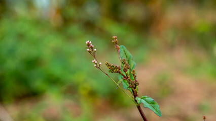 Fototapeta premium Boerhavia erecta or Erect spiderling or Erect boerhavia, commonly known as the erect spiderling or the erect boerhavia.