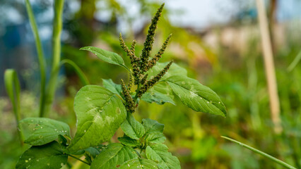 Amaranthus viridis is a cosmopolitan species in the botanical family Amaranthaceae and is commonly known as slender amaranth or green amaranth.