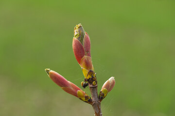 Frische Knospen / Triebe im Frühling an einem Baum - freigestellt vor einem natürlichen Hintergrund (Makro / close-up)