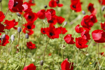 Anemones spring flowering in the South of Israel. Magnificent spring flowering landscape. Wild red...