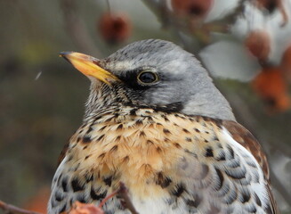 Fieldfare dine in winter on a bright hawthorn bush