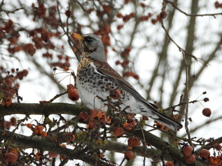 Fieldfare dine in winter on a bright hawthorn bush