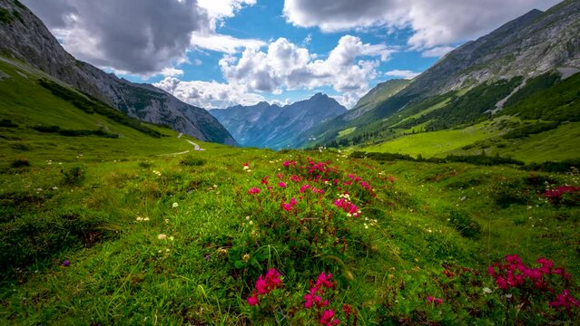Alps mountains karwendel austria meadow mountains flower sommer time nature landscapes in 4k.