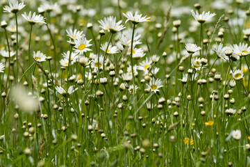 Summer landscape beautiful white clouds over a flowering meadow on a sunny day