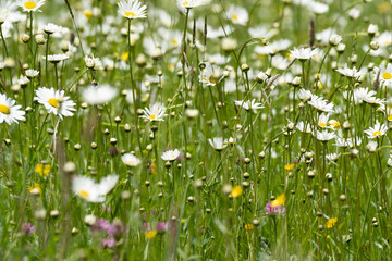 Summer landscape beautiful white clouds over a flowering meadow on a sunny day