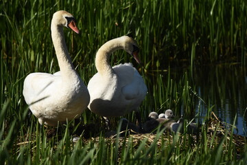 Obraz premium Mute swan swimming on the lake, river. A snow-white bird with a long neck, forming a loving couple and caring family.