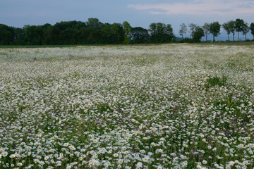 Summer landscape beautiful white clouds over a flowering meadow on a sunny day