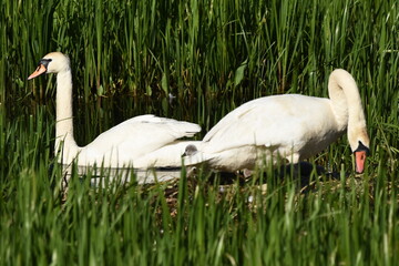 Mute swan swimming on the lake, river. A snow-white bird with a long neck, forming a loving couple...