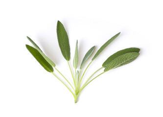 Sage herb leaves isolated on white