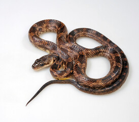 Western Rat Snake // Schwarze Erdnatter, Pilotnatter (Pantherophis obsoletus obsoletus)