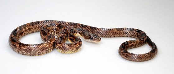 Western Rat Snake // Schwarze Erdnatter, Pilotnatter (Pantherophis obsoletus obsoletus)