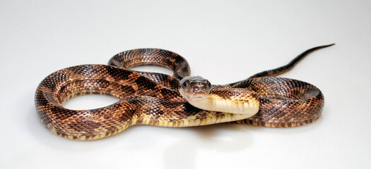 Western Rat Snake // Schwarze Erdnatter, Pilotnatter (Pantherophis obsoletus obsoletus)